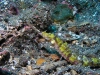 Photos from Lembeh Strait