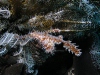 Photos from Lembeh Strait