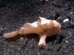 Baby Frogfish