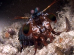 Smashing Mantis Shrimp
