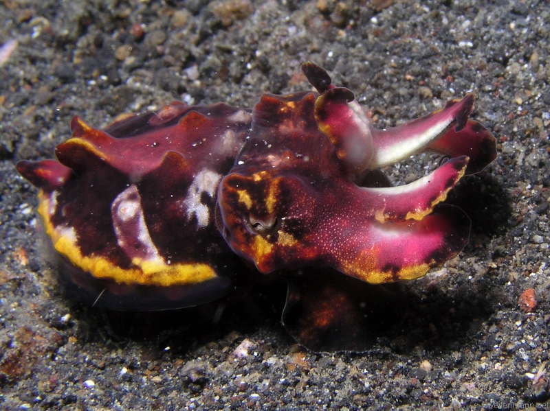 Flamboyant Cuttlefish (Metasepia pfefferi)