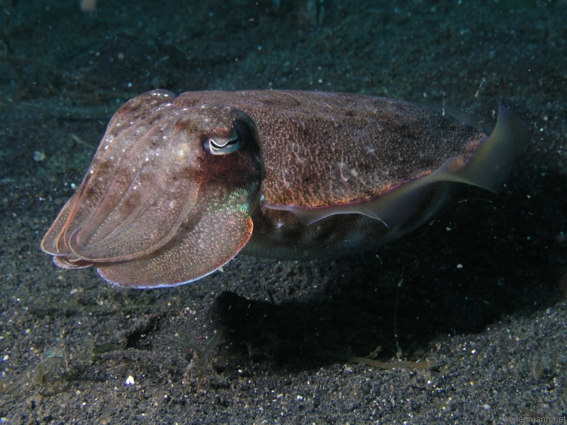 Cuttlefish