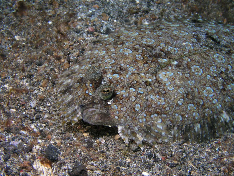 Peacockflounder