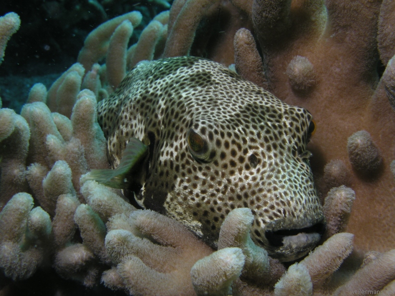 Pufferfish