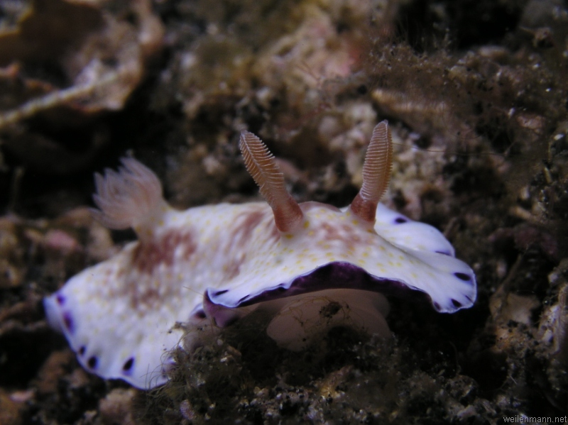 Nudibranch