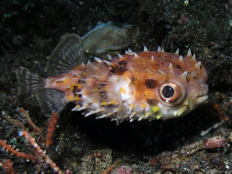 Porcupinefish