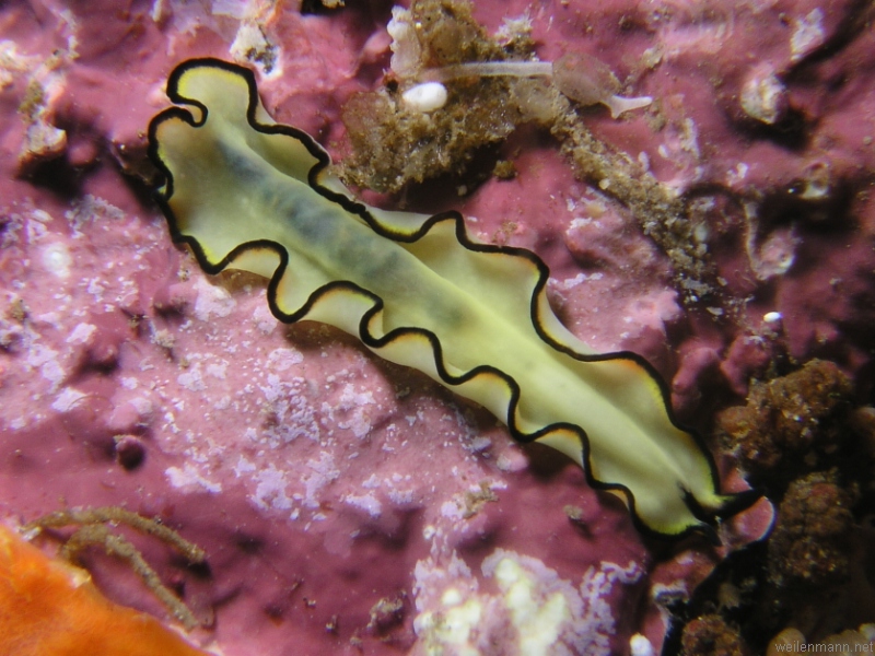 Flatworm