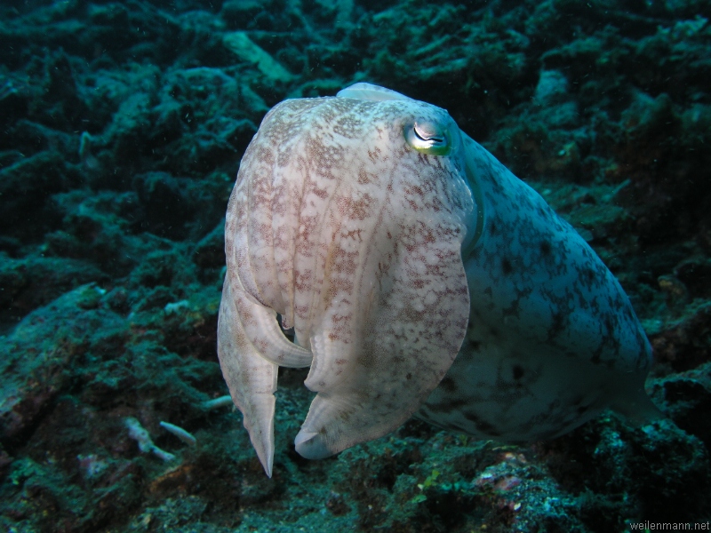 Cuttlefish