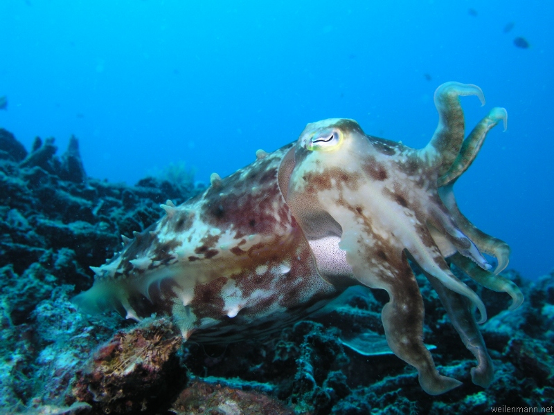 Cuttlefish