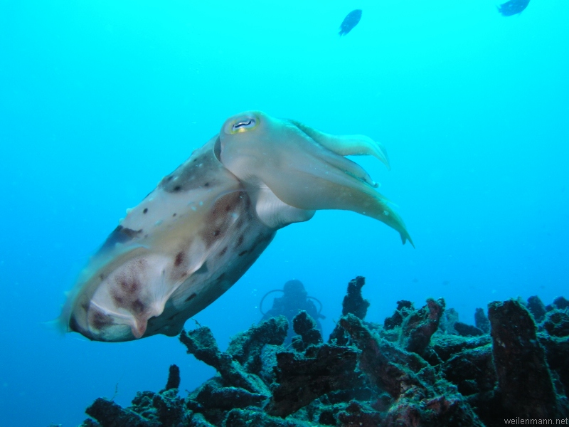 Cuttlefish