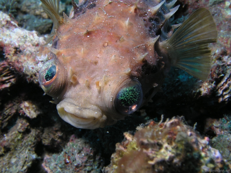 Porcupinefish