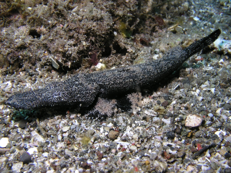 Crocodilefish