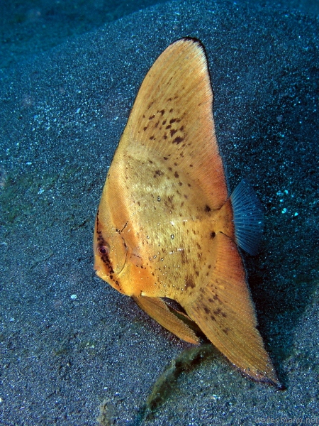 Batfish