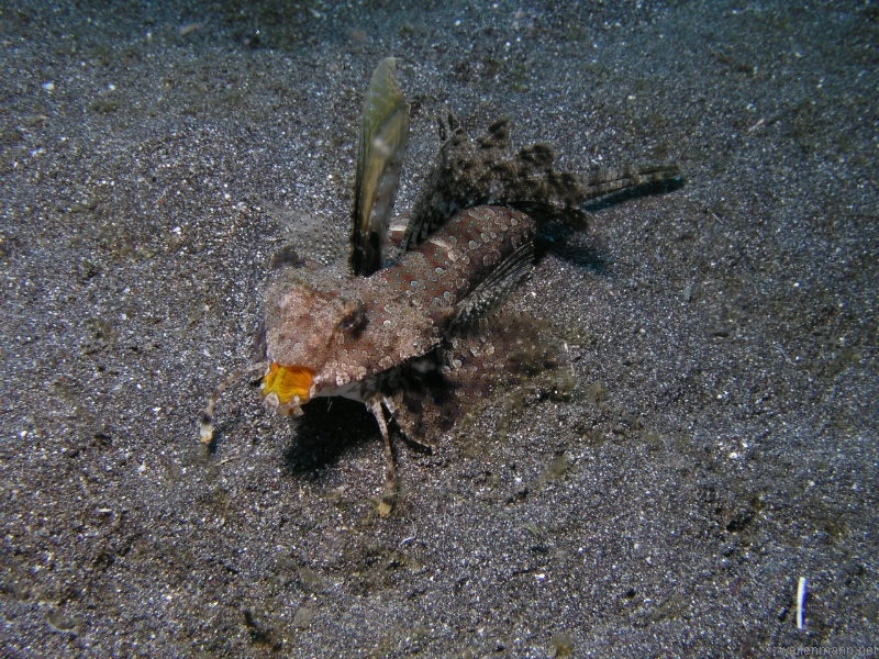 Gurnard