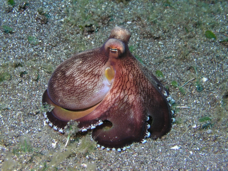 Octopus