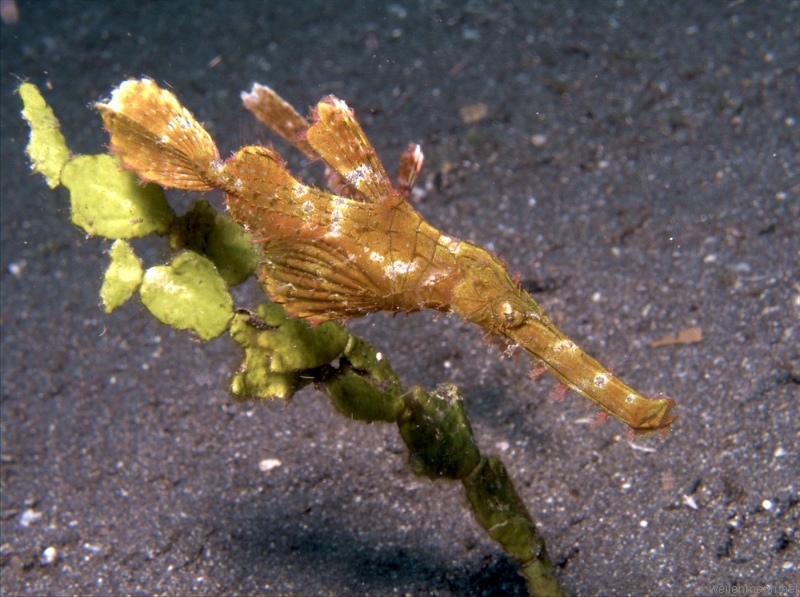 Halimeda Ghostpipefish