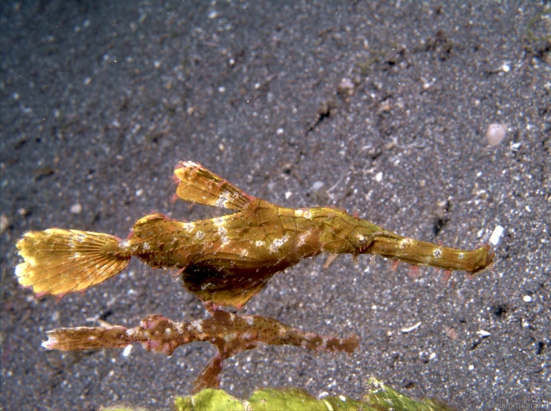 Halimeda Ghostpipefish