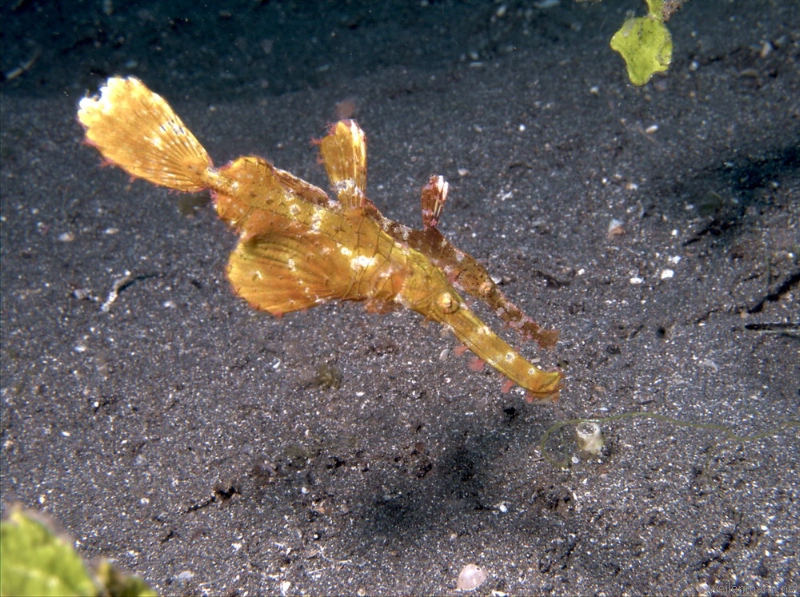 Halimeda Ghostpipefish