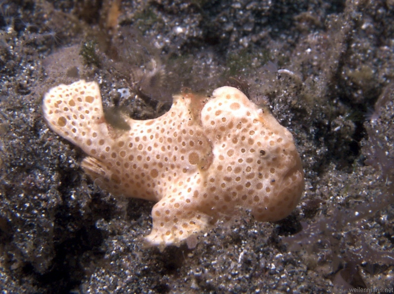 Baby frogfish