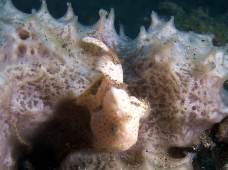 Baby Frogfish