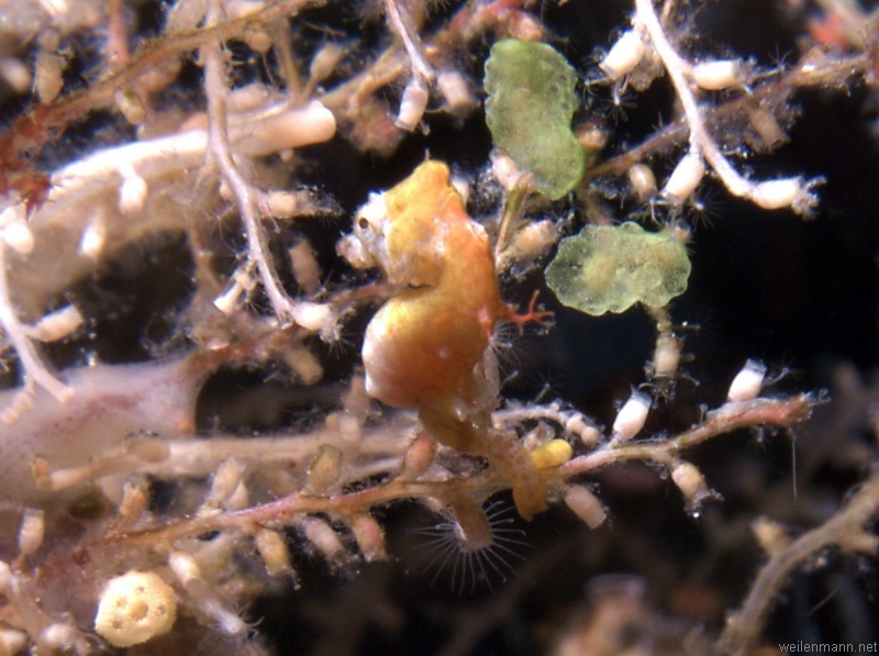 Pigmy Seahorse