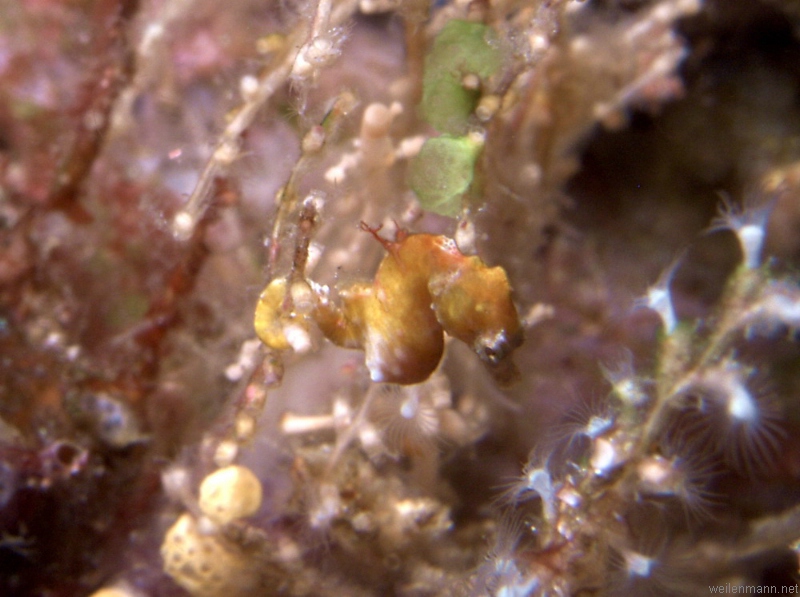 Pigmy Seahorse