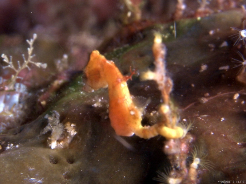 Pigmy Seahorse