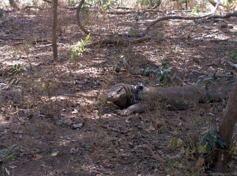 Komodo Dragon