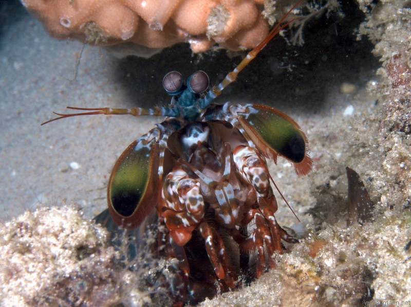 Boxing Mantis Shrimp