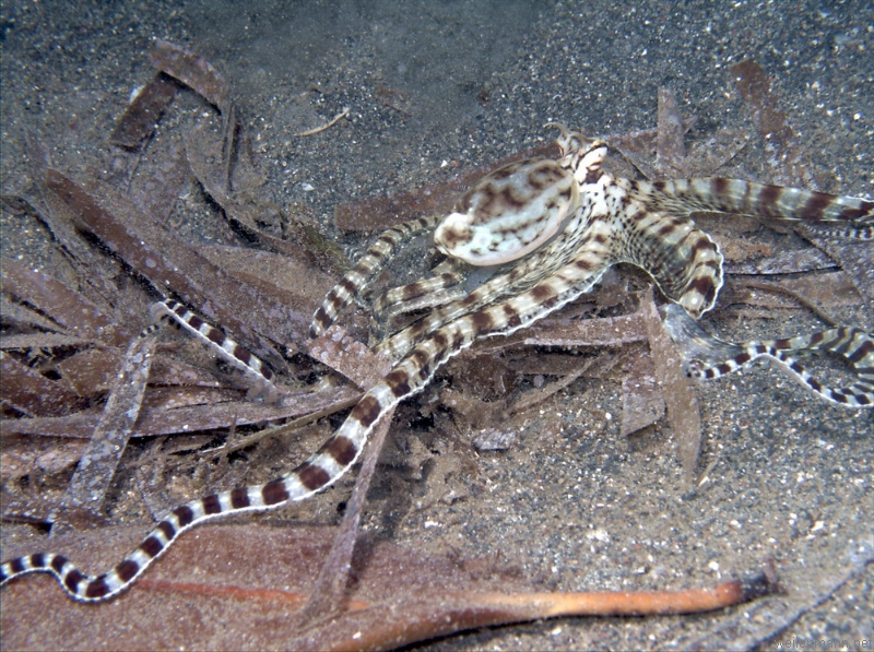 Mimic octopus