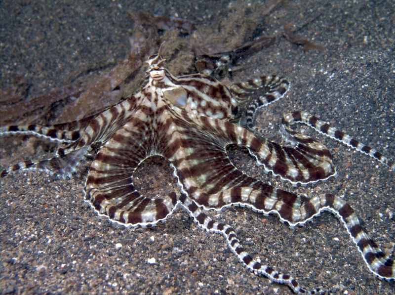 Mimic octopus