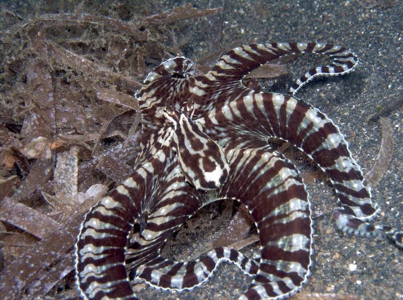 Mimic octopus