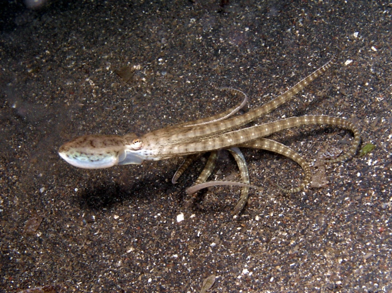 Mimic octopus