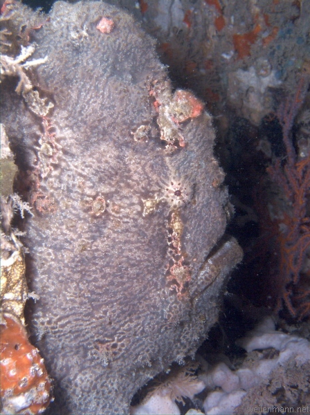 Giant frogfish