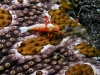 Photos from Lembeh Strait