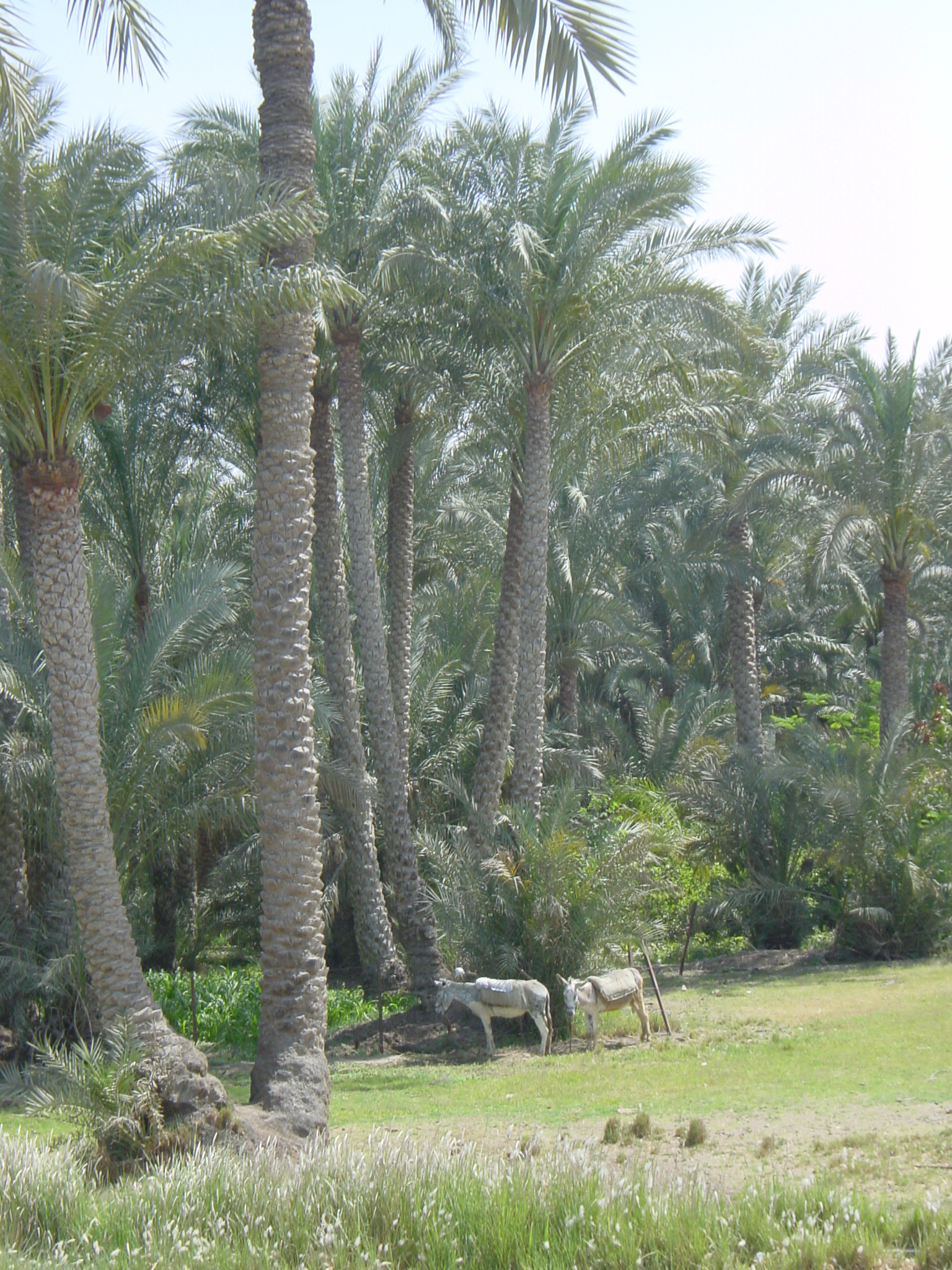 Klicken f�r Bild in voller Aufl�sung