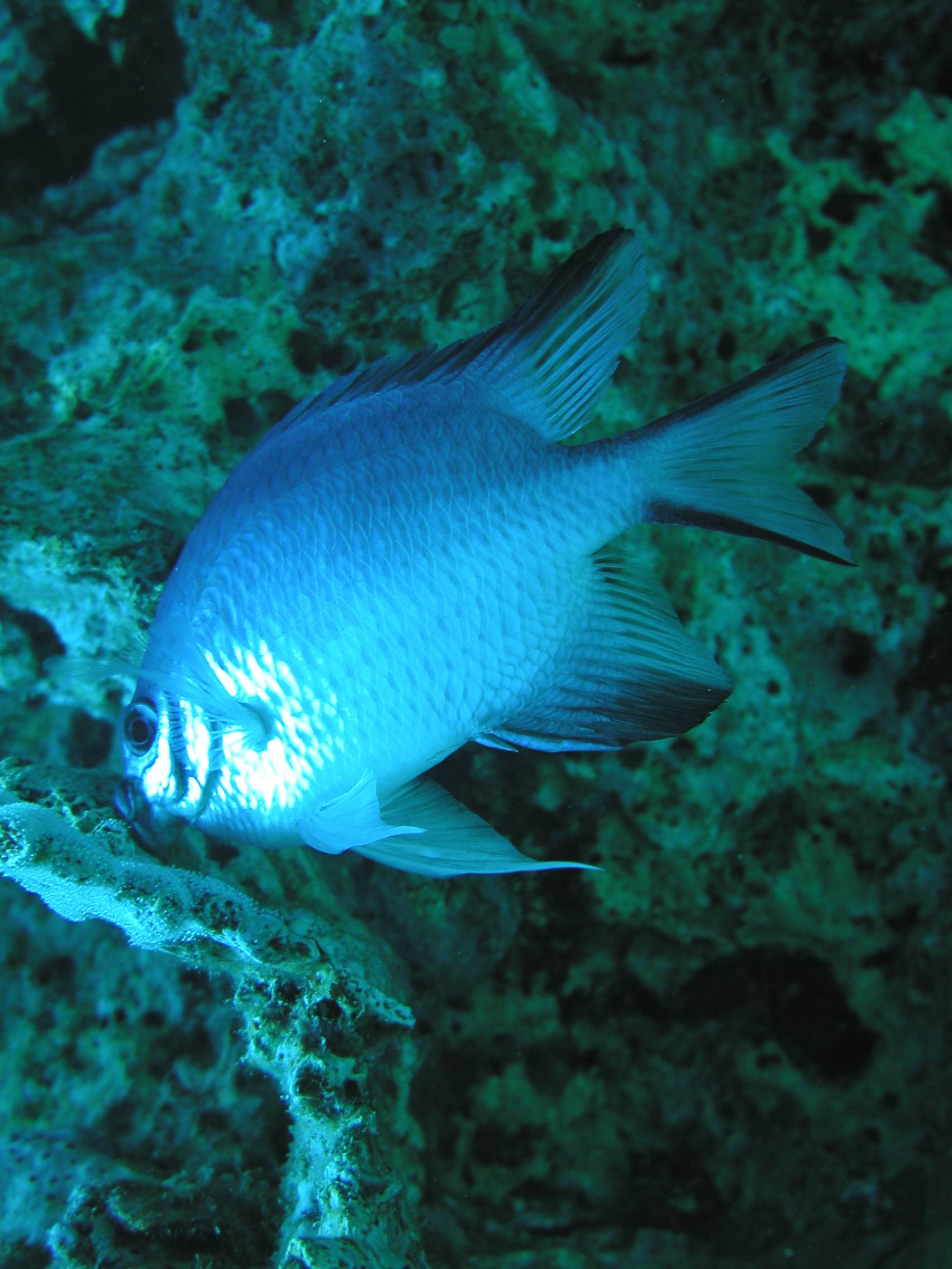 Klicken f�r Bild in voller Aufl�sung