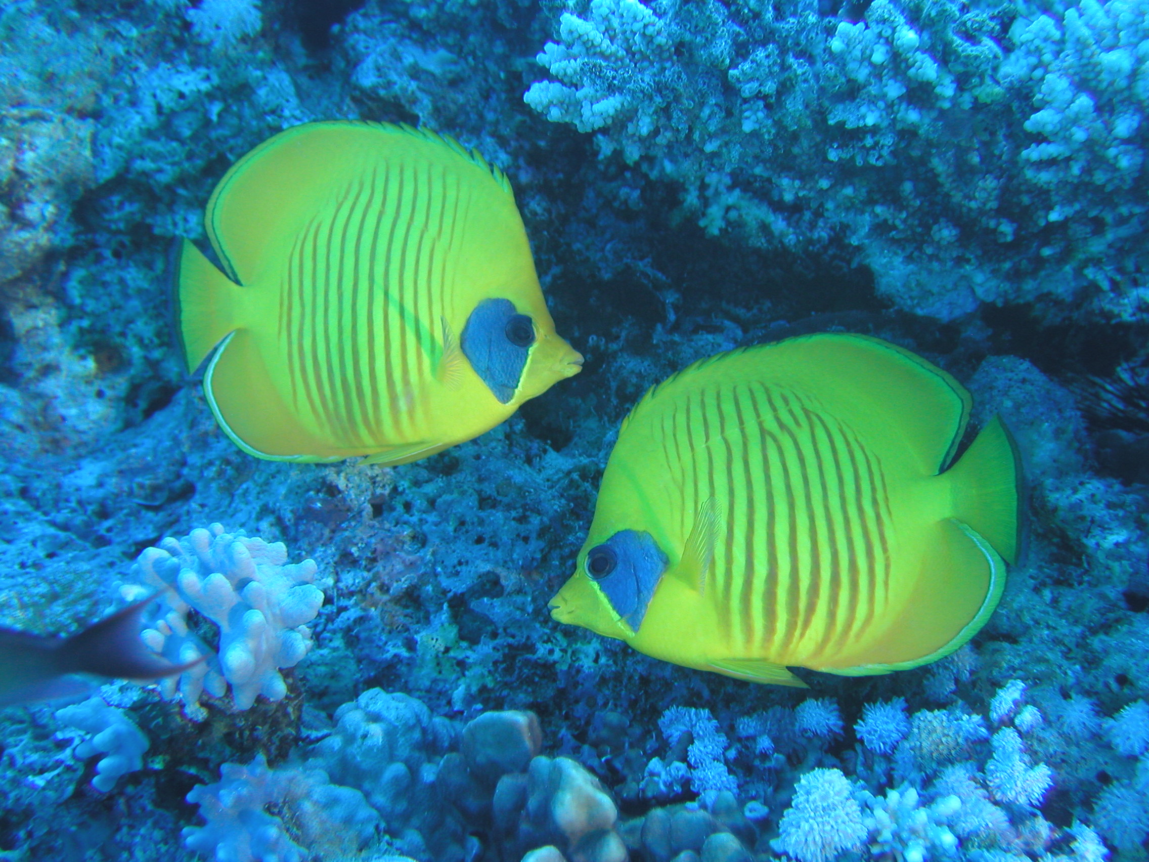 Klicken f�r Bild in voller Aufl�sung