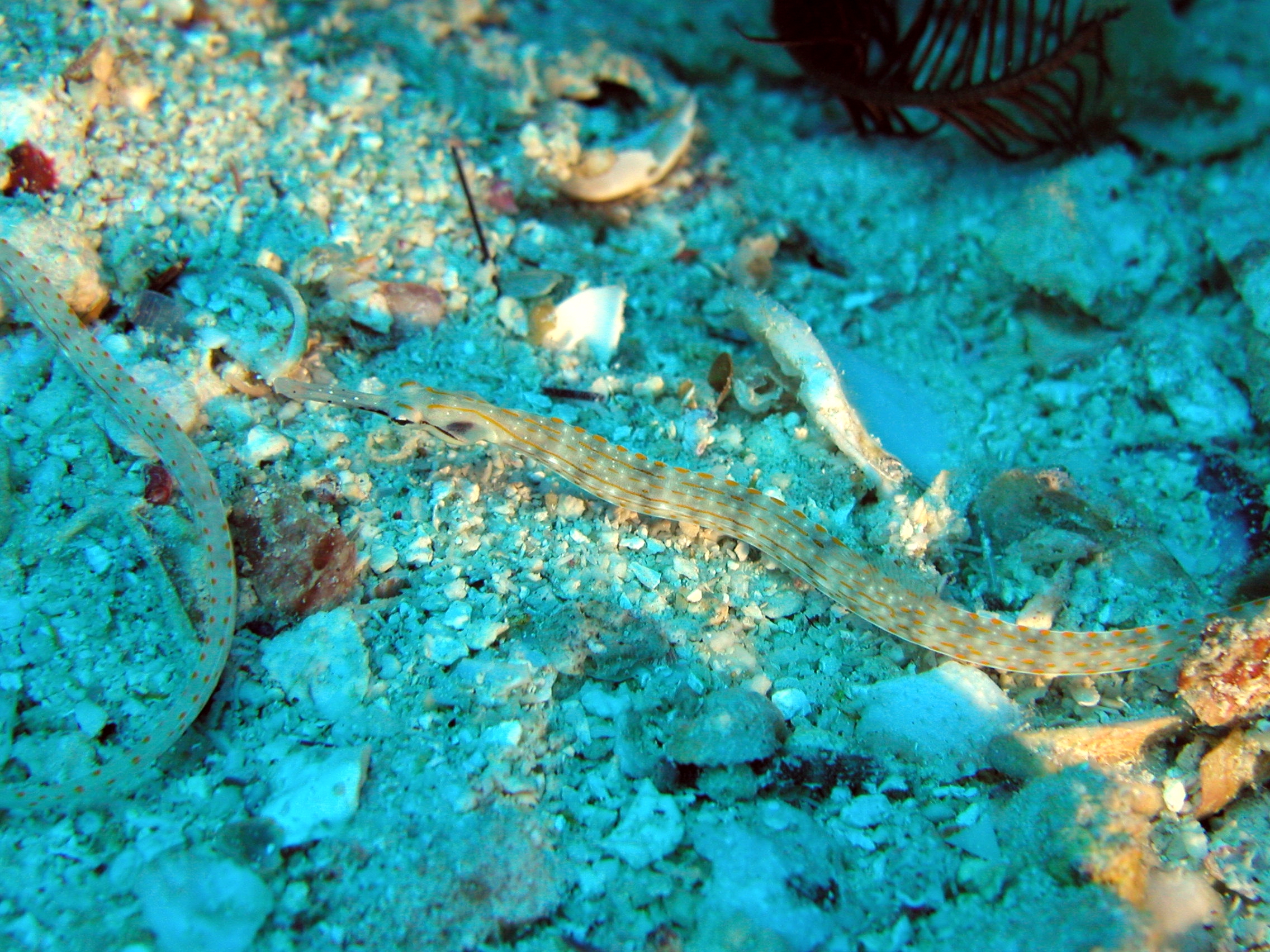 Klicken f�r Bild in voller Aufl�sung