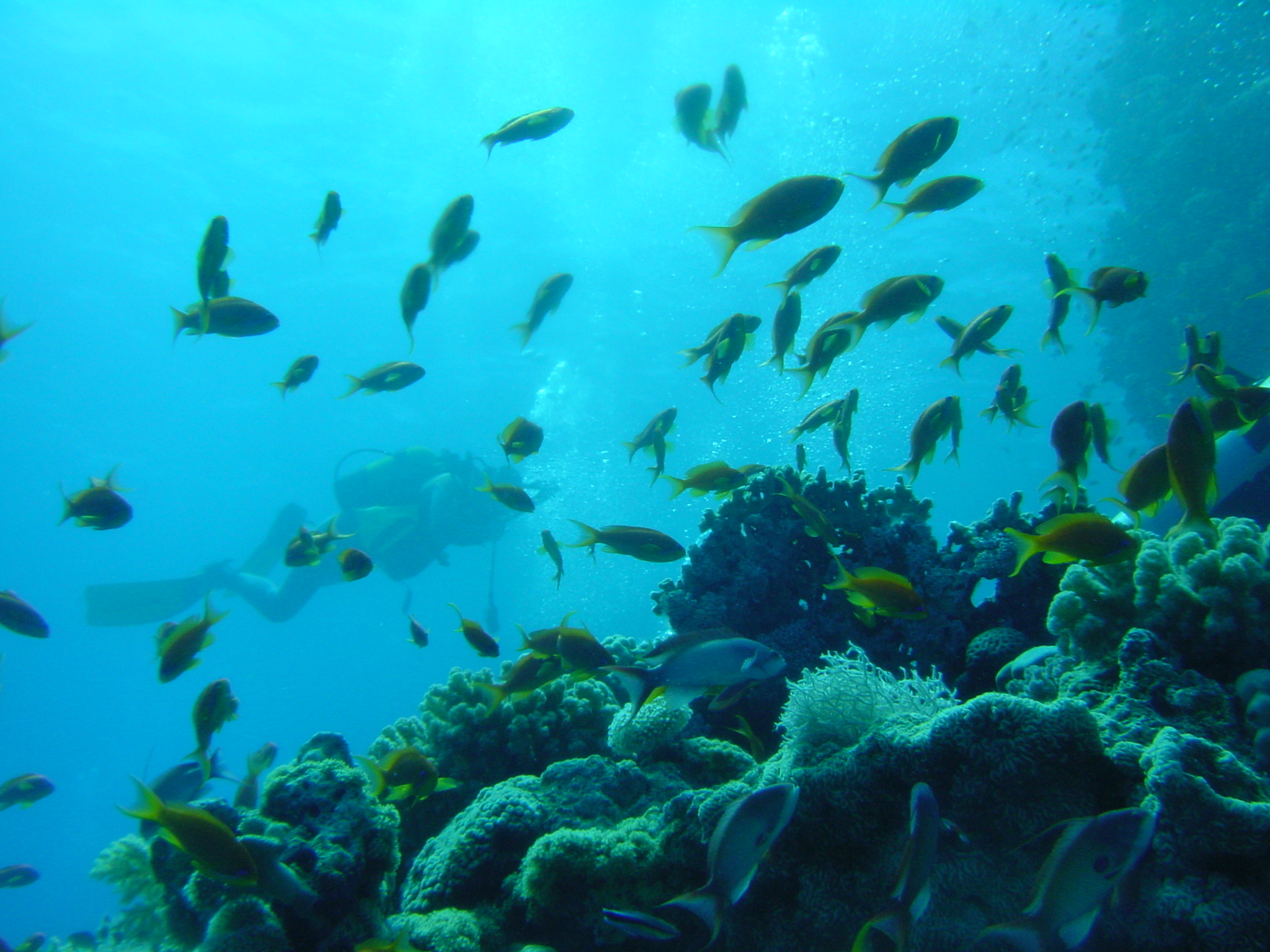 Klicken f�r Bild in voller Aufl�sung