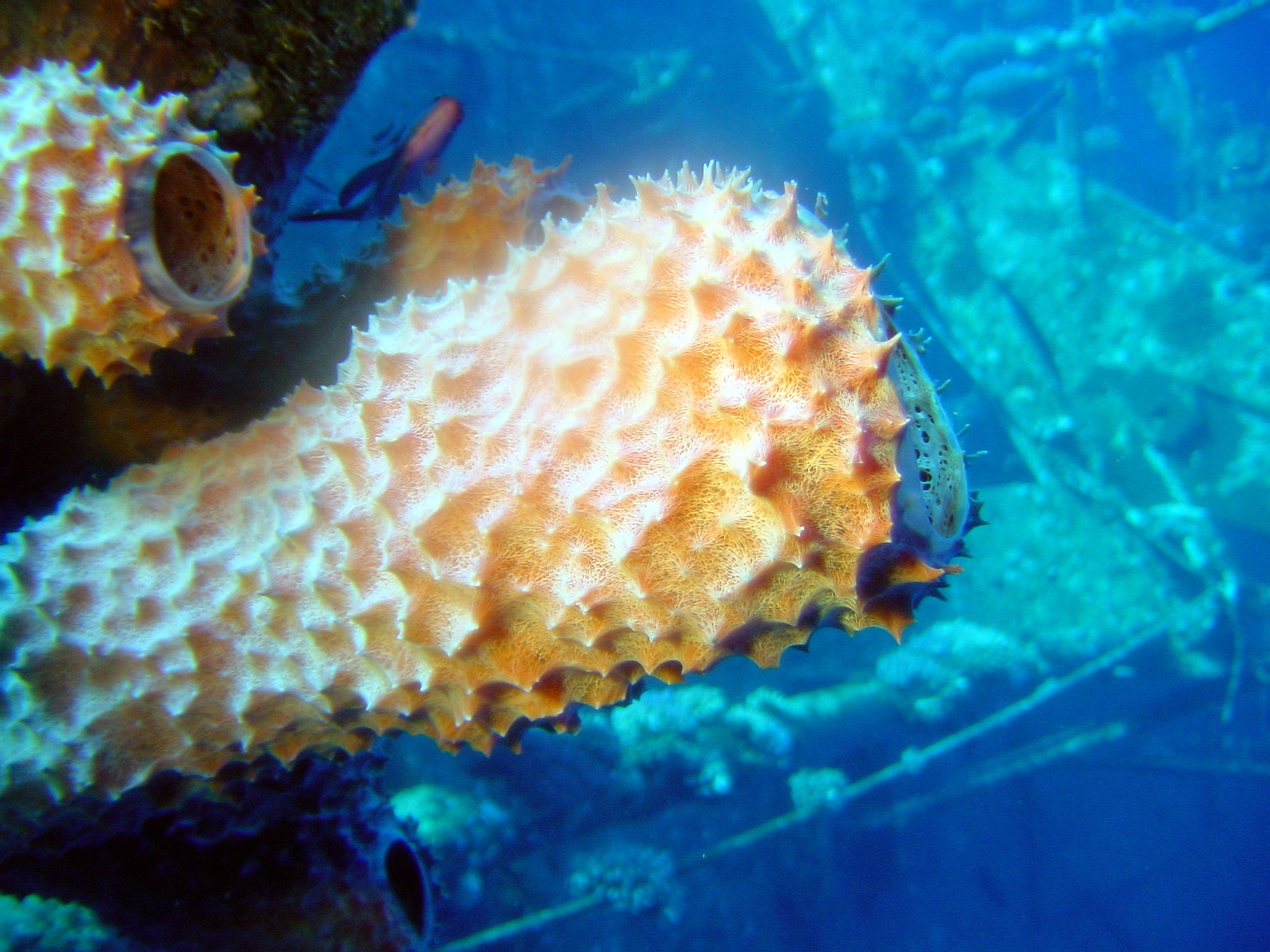 Klicken f�r Bild in voller Aufl�sung