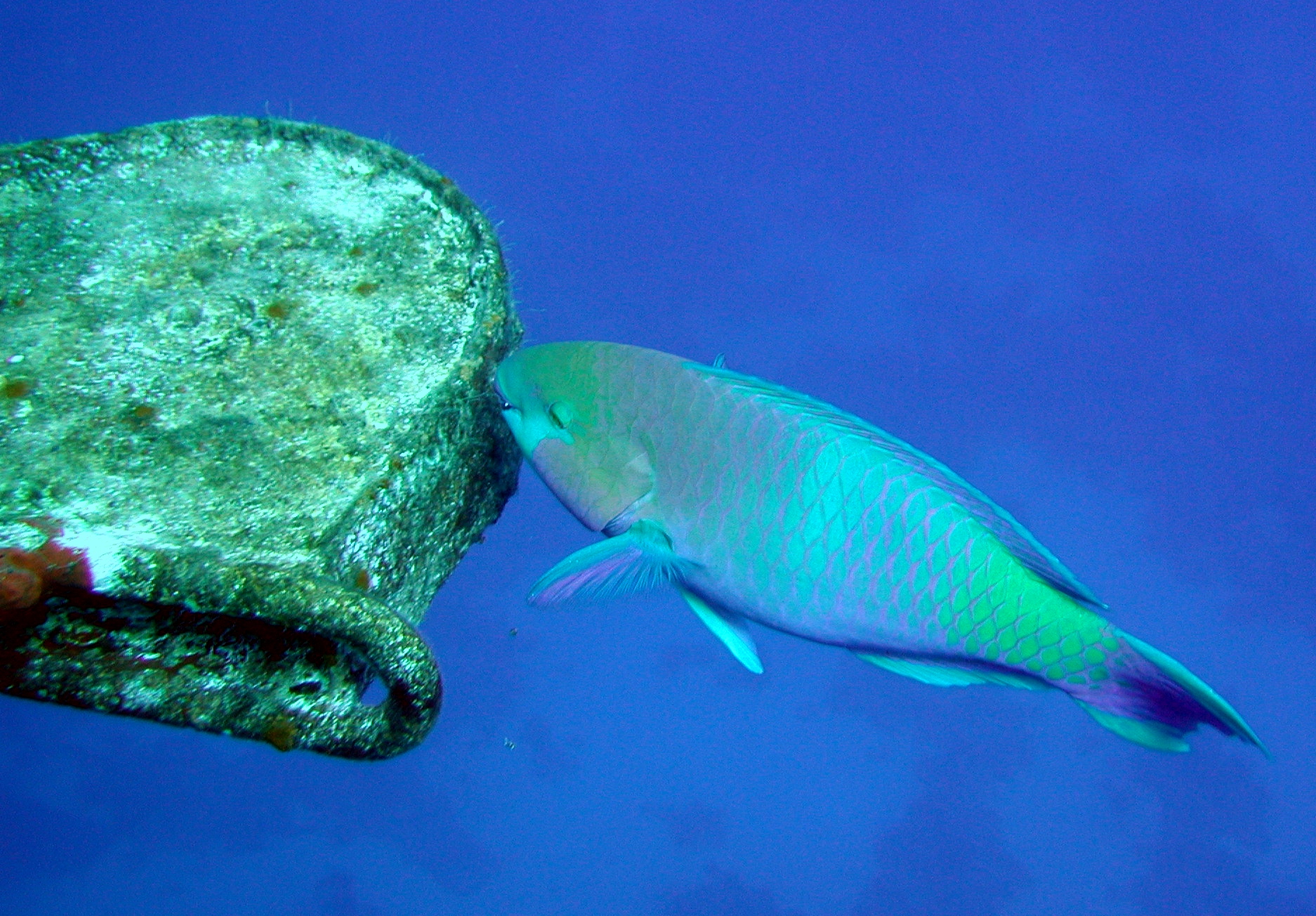 Klicken f�r Bild in voller Aufl�sung