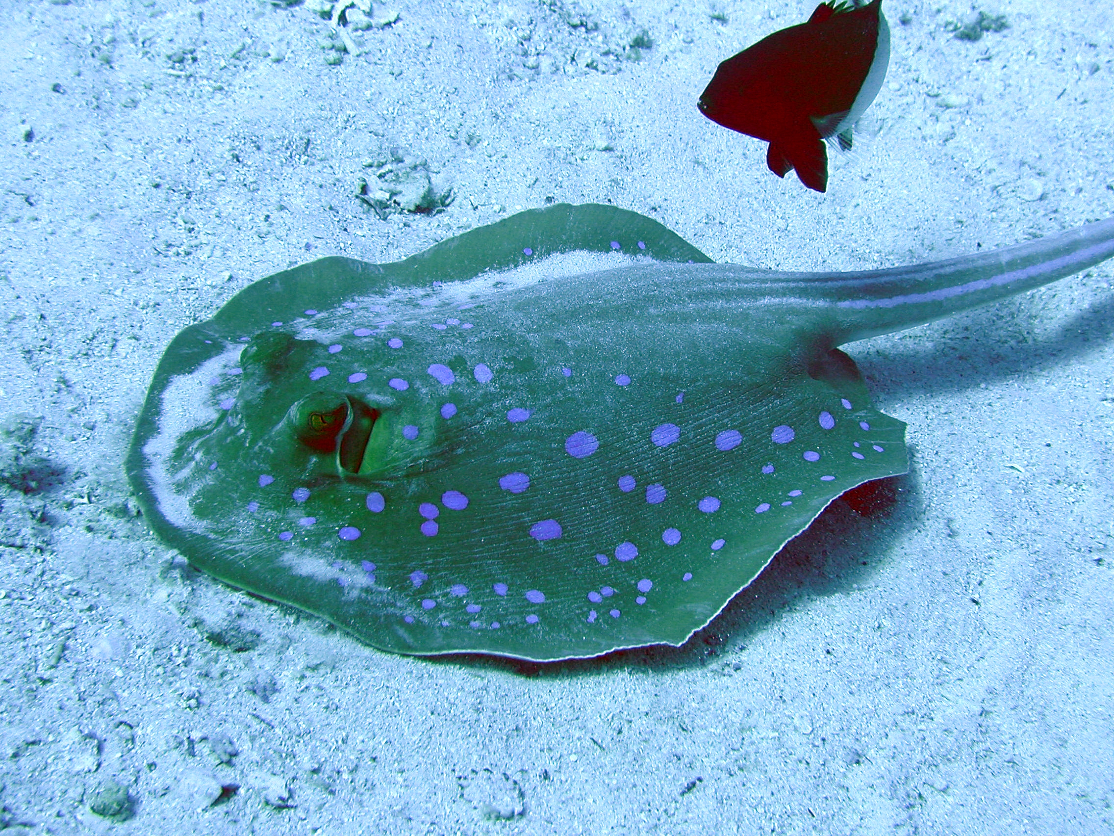 Klicken f�r Bild in voller Aufl�sung