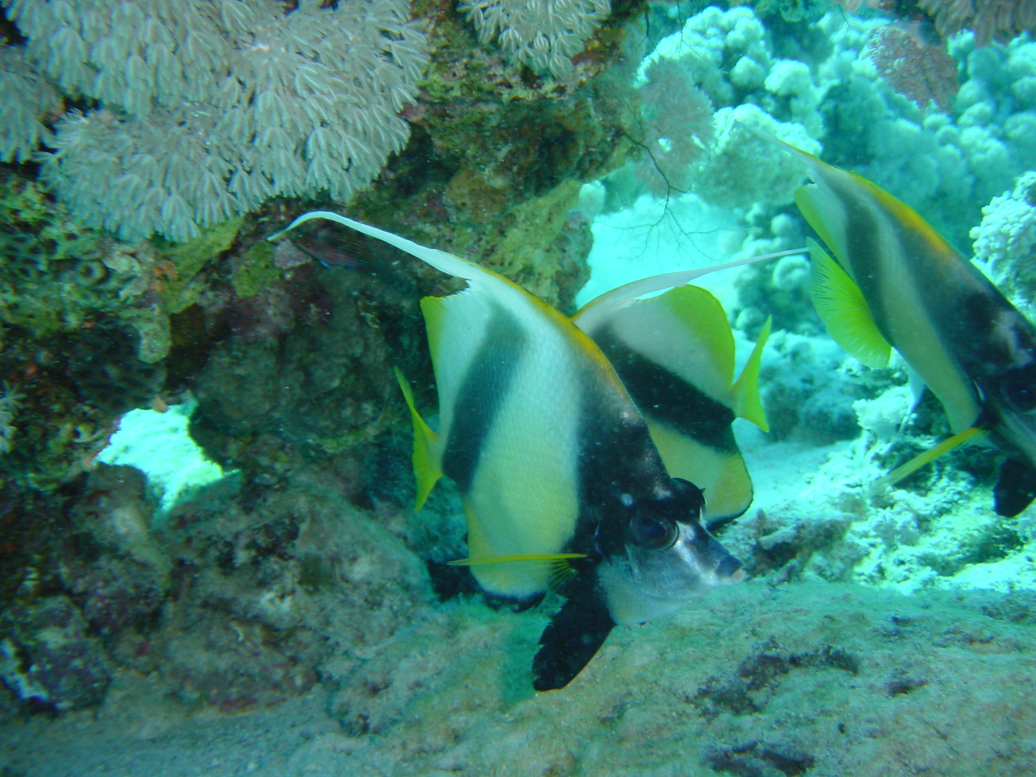 Klicken f�r Bild in voller Aufl�sung