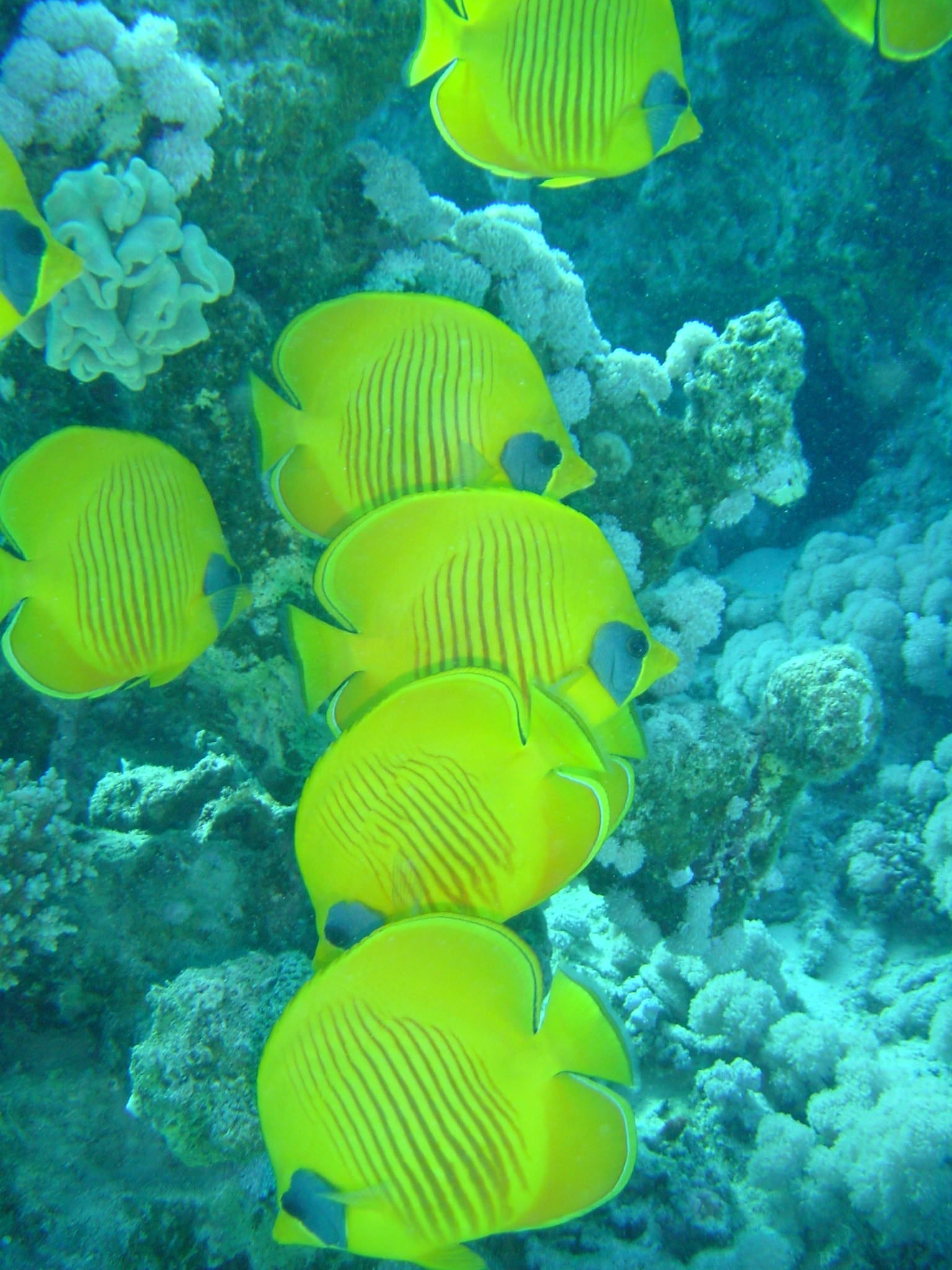 Klicken f�r Bild in voller Aufl�sung