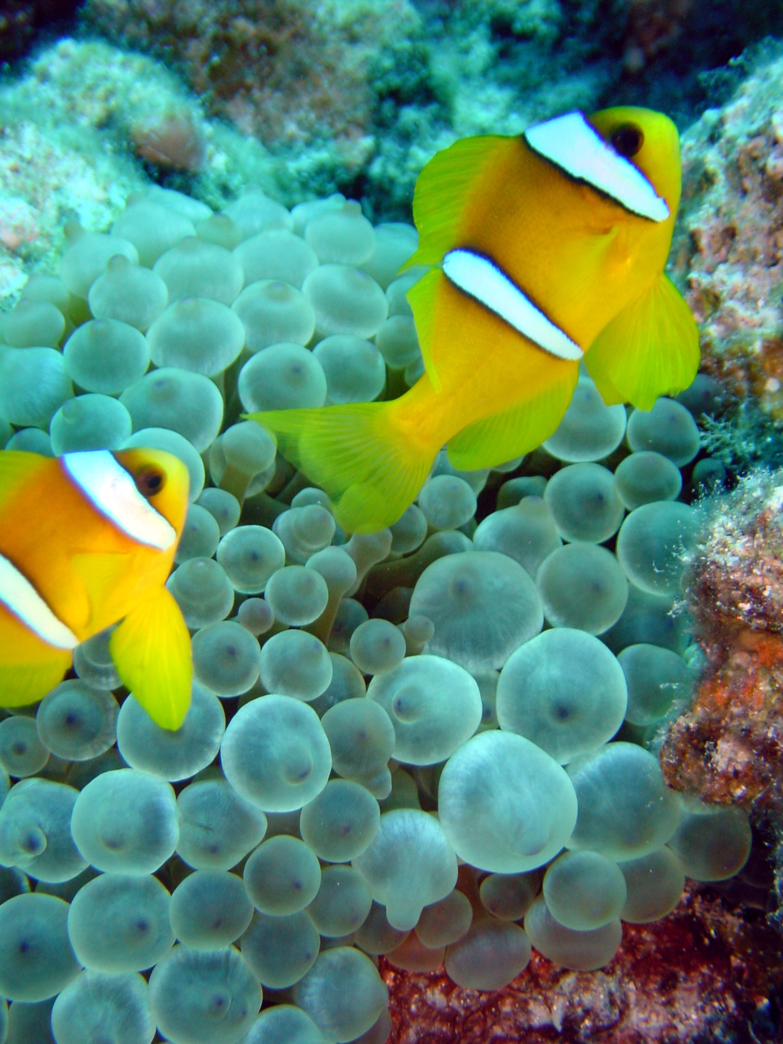 Klicken f�r Bild in voller Aufl�sung