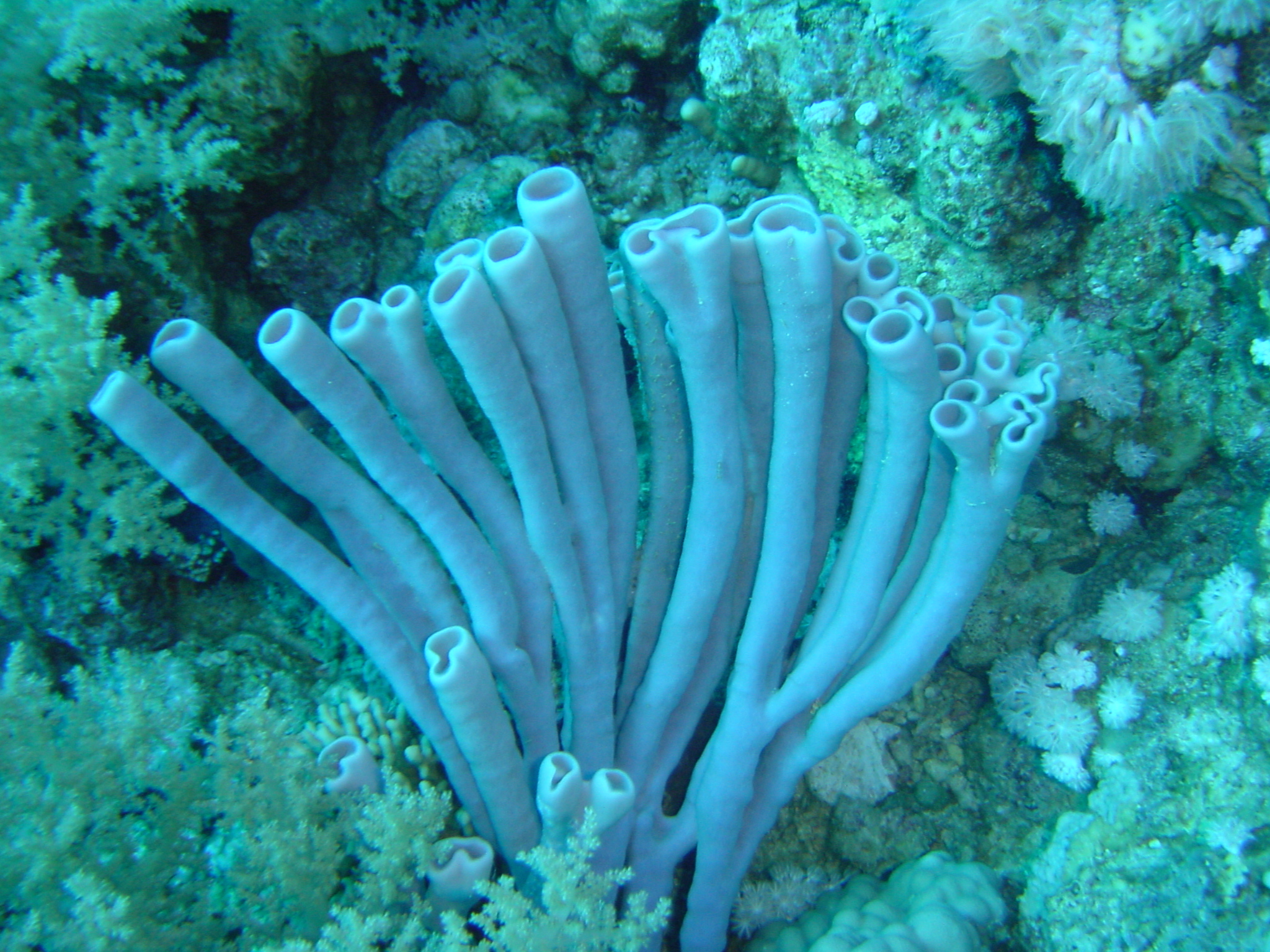 Klicken f�r Bild in voller Aufl�sung