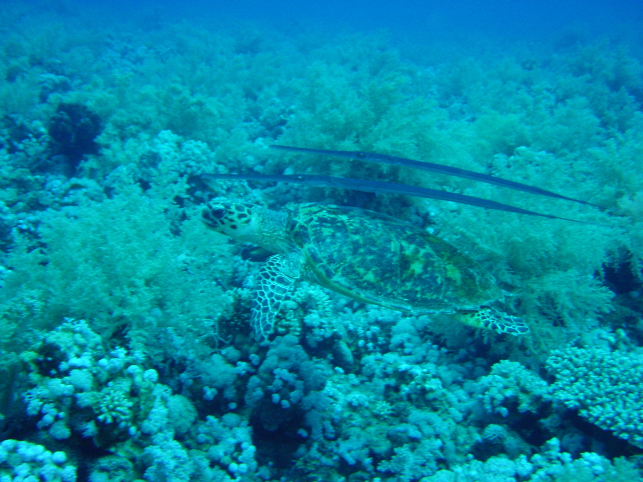 Klicken f�r Bild in voller Aufl�sung