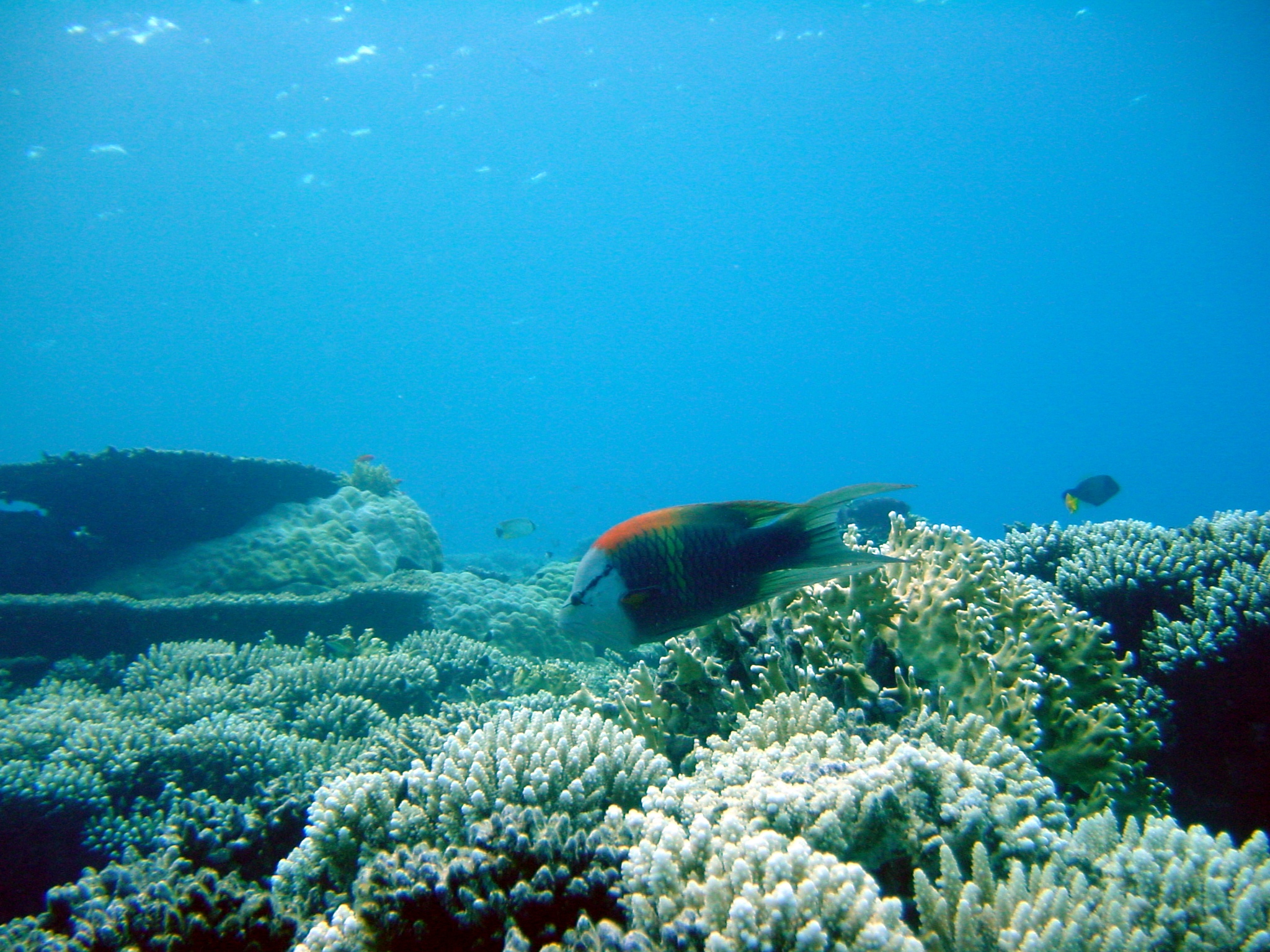 Klicken f�r Bild in voller Aufl�sung