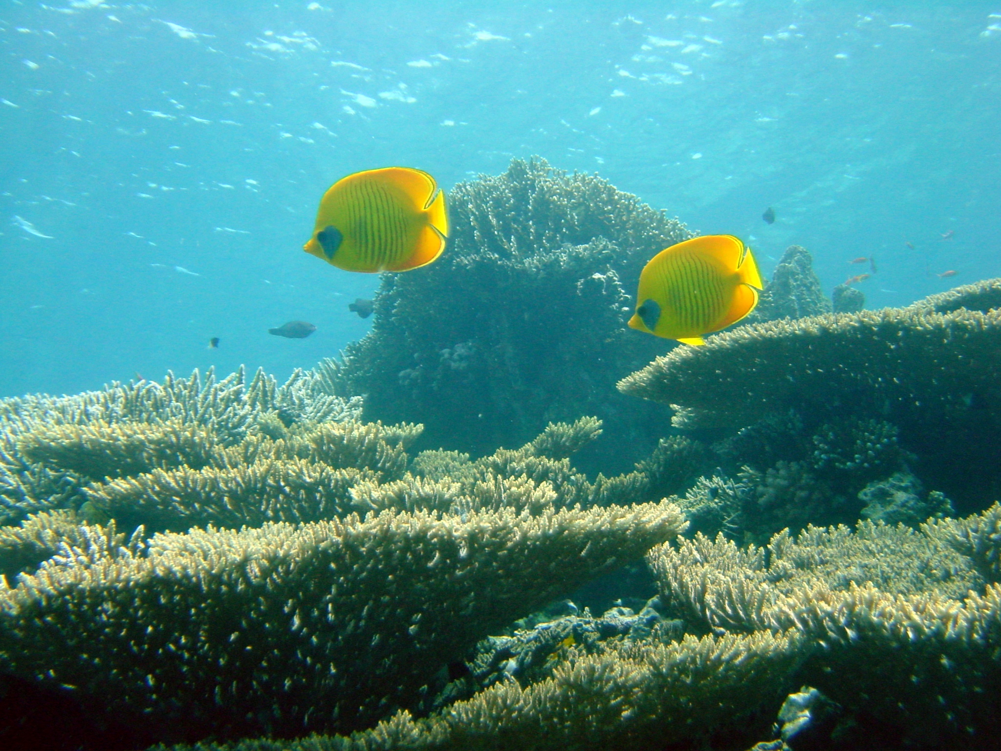 Klicken f�r Bild in voller Aufl�sung